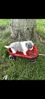 Blue Tiny Pomapoo Male Puppy , a male Pomapoo for sale in Niles, MI – 4 of 4