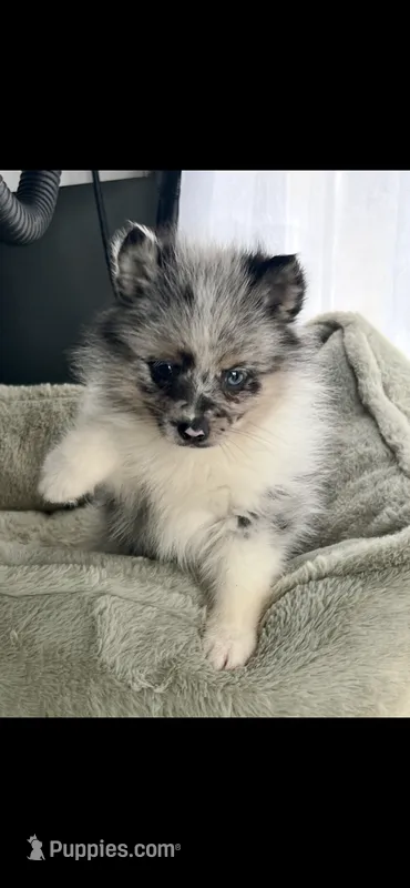 Bluey – Pomsky puppy for sale in Niles, MI