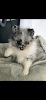 Bluey, a female Pomsky for sale in Niles, MI – 1 of 3