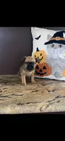 AKC Lucy Female Brussels Griffon, a female Brussels Griffon for sale in Niles, MI – 4 of 6
