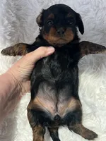 Amber Black n Tan Cavapoo Puppy, a female Cavapoo for sale in Niles, MI – 2 of 4