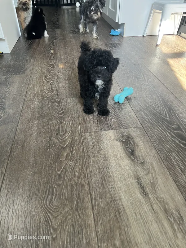 AKC Stevo Toy Poodle – Poodle - Toy  puppy for sale in Niles, MI