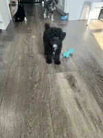 AKC Stevo Toy Poodle, a male Poodle - Toy  for sale in Niles, MI – 1 of 4