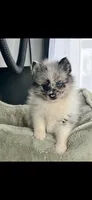 Bluey, a female Pomsky for sale in Niles, MI – 3 of 3
