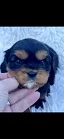 AKC Queenie Cavalier King Charles, a female Cavalier King Charles Spaniel for sale in Niles, MI – 2 of 3
