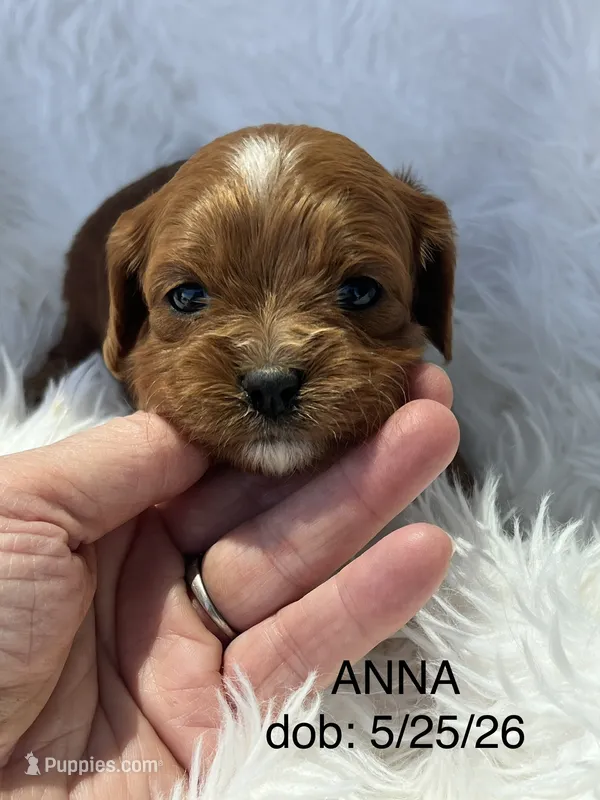 Anna Ruby Red Cavapoo Puppy – Cavapoo puppy for sale in Niles, MI