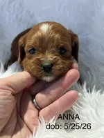 Anna Ruby Red Cavapoo Puppy, a female Cavapoo for sale in Niles, MI – 1 of 4
