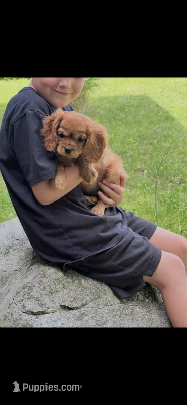 Bree Cavalier King Charles  – Cavalier King Charles Spaniel puppy for sale in Niles, MI