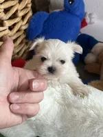 Pebbles Tiny Maltese Female Puppy, a female Maltese for sale in Niles, MI – 5 of 9