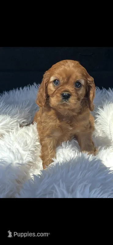 AKC Wesley Cavalier King Charles – Cavalier King Charles Spaniel puppy for sale in Niles, MI