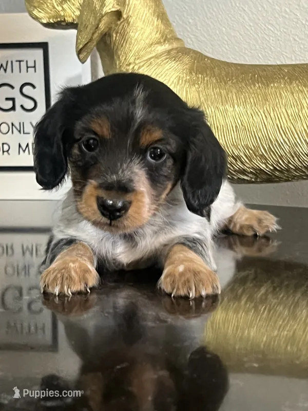 AKC Noodle Female Mini Dachshund Puppy – Miniature Dachshund puppy for sale in Niles, MI