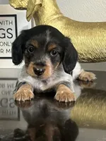 AKC Noodle Female Mini Dachshund Puppy, a female Miniature Dachshund for sale in Niles, MI – 1 of 6