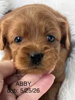 Abby Ruby Cavapoo Puppy, a female Cavapoo for sale in Niles, MI – 4 of 4