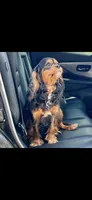 AKC Queenie Cavalier King Charles, a female Cavalier King Charles Spaniel for sale in Niles, MI – 3 of 3