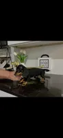 AKC Diamond , a female Miniature Dachshund for sale in Niles, MI – 2 of 4