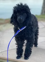 AKC Stevo Toy Poodle, a male Poodle - Toy  for sale in Niles, MI – 2 of 4