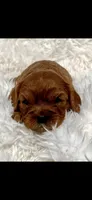 AKC Suzy Q Cavalier King Charles , a female Cavalier King Charles Spaniel for sale in Niles, MI – 3 of 4