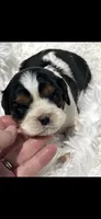 AKC Spotty Cavalier King Charles, a male Cavalier King Charles Spaniel for sale in Niles, MI – 4 of 7