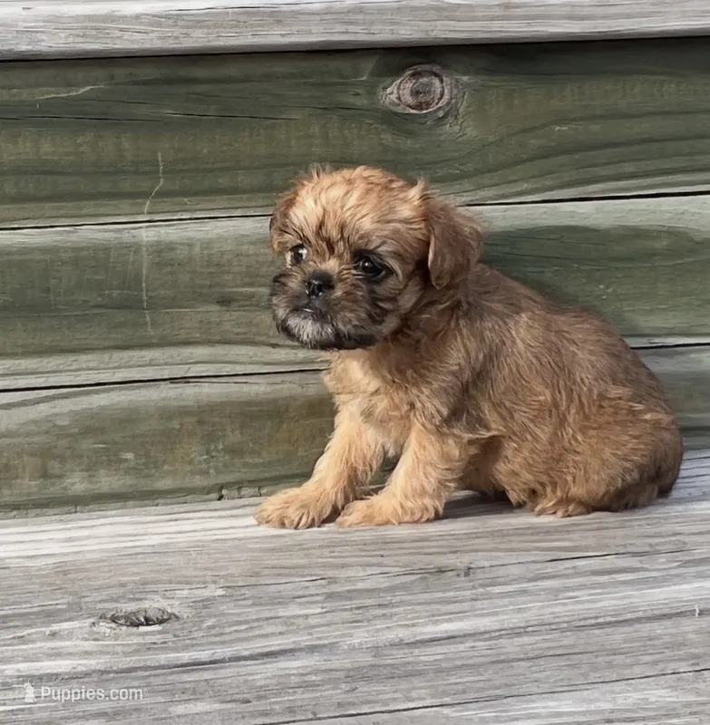 Stella Brussels Griffon Puppy – Brussels Griffon puppy for sale in Niles, MI
