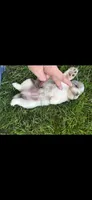 Blue Tiny Pomapoo Male Puppy , a male Pomapoo for sale in Niles, MI – 2 of 4