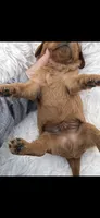 AKC Wesley Cavalier King Charles, a male Cavalier King Charles Spaniel for sale in Niles, MI – 6 of 7