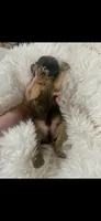 Tiny AKC Doc Brussels Griffon, a male Brussels Griffon for sale in Niles, MI – 5 of 6