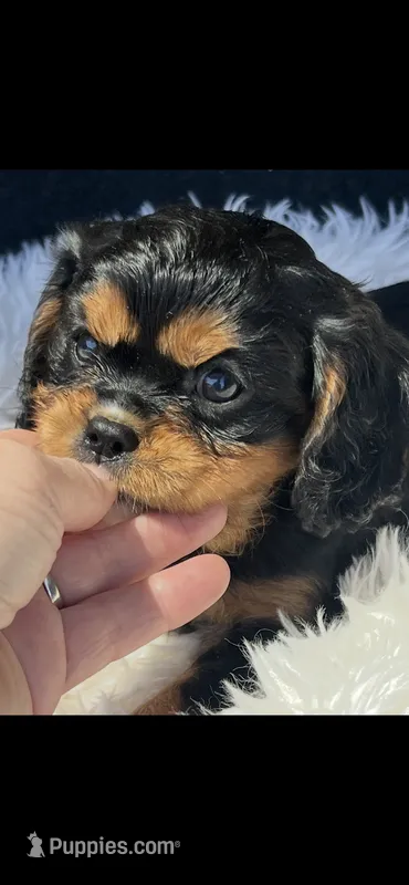 AKC Riley Cavalier King Charles – Cavalier King Charles Spaniel puppy for sale in Niles, MI