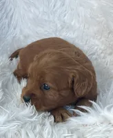 Abby Ruby Cavapoo Puppy, a female Cavapoo for sale in Niles, MI – 3 of 4