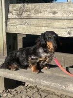 AKC Shelly Blue Miniature Dachshund Female Puppy, a female Miniature Dachshund for sale in Niles, MI – 7 of 9