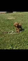 Tiny Bitsy AKC Toy Poodle Female Puppy, a female Poodle - Toy  for sale in Niles, MI – 4 of 6