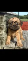 Sophie Brussels Griffon, a female Brussels Griffon for sale in Niles, MI – 3 of 5