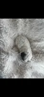 Sparkles AKC uniquely marked Toy Poodle, a female Poodle - Toy  for sale in Niles, MI – 5 of 5