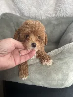 1 1/2 lbs AKC Socks Toy Poodle Female , a female Poodle - Toy  for sale in Niles, MI – 2 of 6