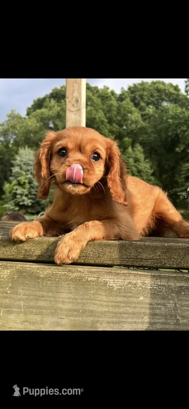 AKC Suzy - Q – Cavalier King Charles Spaniel puppy for sale in Niles, MI