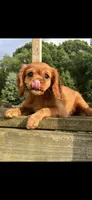 AKC Suzy - Q, a female Cavalier King Charles Spaniel for sale in Niles, MI – 1 of 5