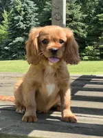Max Cavalier King Charles Puppy, a male Cavalier King Charles Spaniel for sale in Niles, MI – 4 of 4
