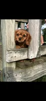 AKC Suzy - Q, a female Cavalier King Charles Spaniel for sale in Niles, MI – 5 of 5