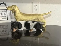 AKC Noodle Female Mini Dachshund Puppy, a female Miniature Dachshund for sale in Niles, MI – 3 of 6