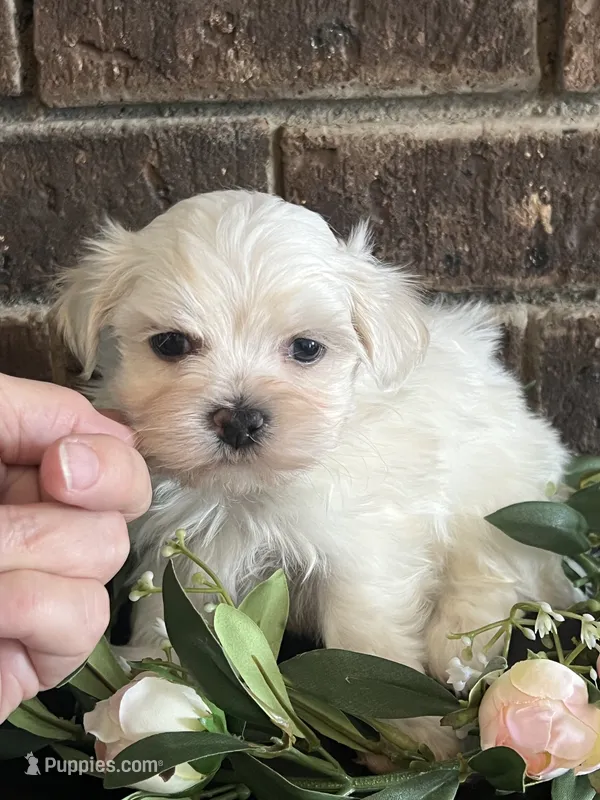 Patrick Male Maltese Puppy – Maltese puppy for sale in Niles, MI