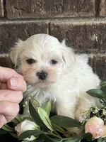 Patrick Male Maltese Puppy, a male Maltese for sale in Niles, MI – 1 of 7