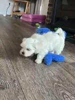 Patrick Male Maltese Puppy, a male Maltese for sale in Niles, MI – 3 of 7