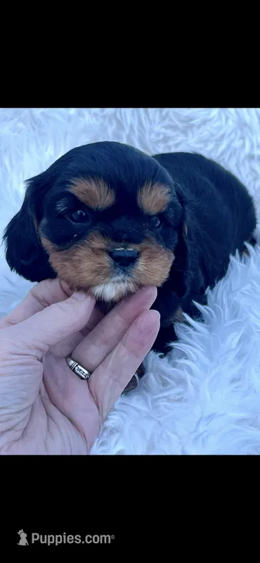 AKC Queenie Cavalier King Charles – Cavalier King Charles Spaniel puppy for sale in Niles, MI