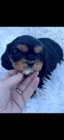 AKC Queenie Cavalier King Charles, a female Cavalier King Charles Spaniel for sale in Niles, MI – 1 of 3