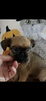 AKC Lucy Female Brussels Griffon, a female Brussels Griffon for sale in Niles, MI – 5 of 6