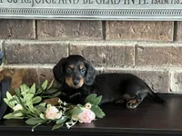 AKC Stewie Minature Dachshund , a male Miniature Dachshund for sale in Niles, MI – Photo 3 of 3