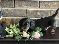 AKC Stewie Minature Dachshund , a male Miniature Dachshund for sale in Niles, MI – Photo 2 of 3