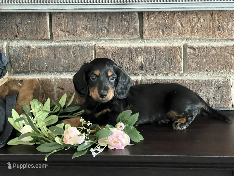 AKC Stewie Minature Dachshund  – Miniature Dachshund puppy for sale in Niles, MI