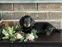 AKC Stewie Minature Dachshund , a male Miniature Dachshund for sale in Niles, MI – Photo 1 of 3