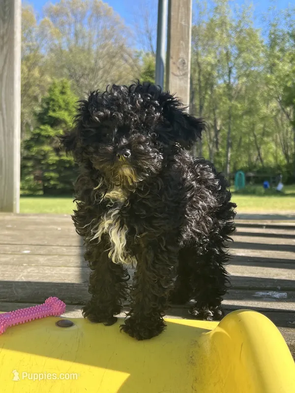 AKC Tiny Toy Paisley – Poodle - Toy  puppy for sale in Niles, MI