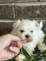 Pebbles Tiny Maltese Female Puppy, a female Maltese for sale in Niles, MI – 2 of 9